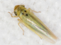 Zyginidia scutellaris